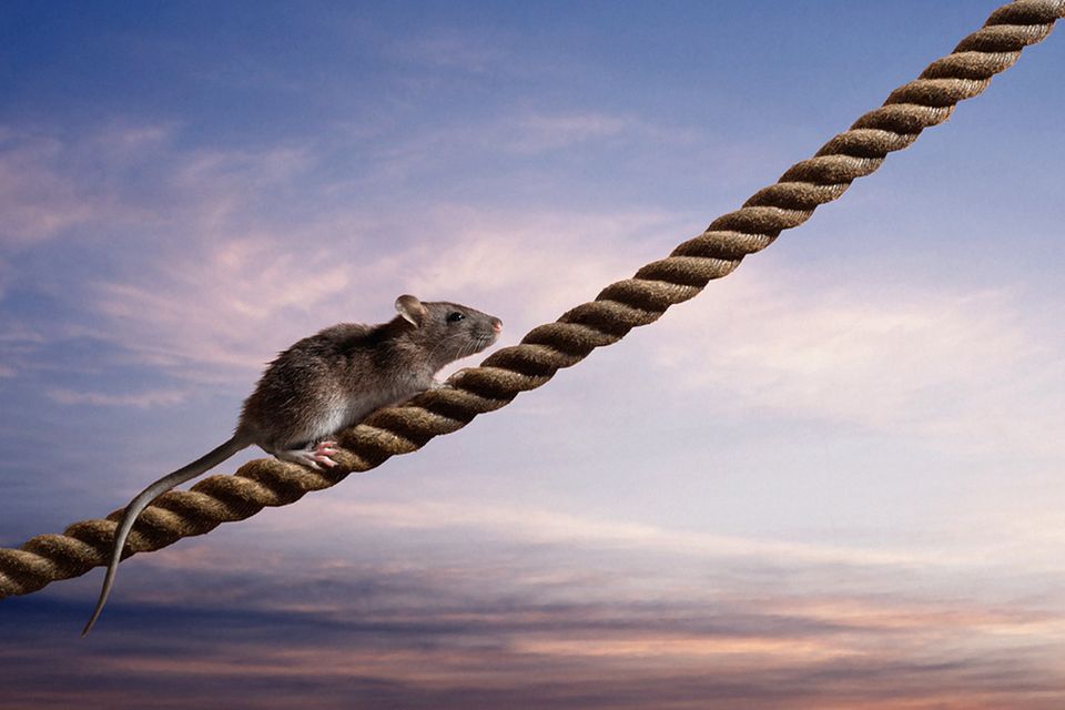 Redewendung: Die Ratten verlassen das sinkende Schiff