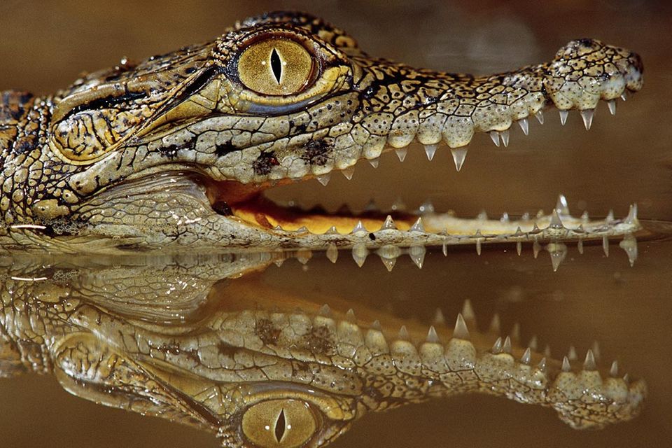 Redewendung: Krokodilstränen weinen
