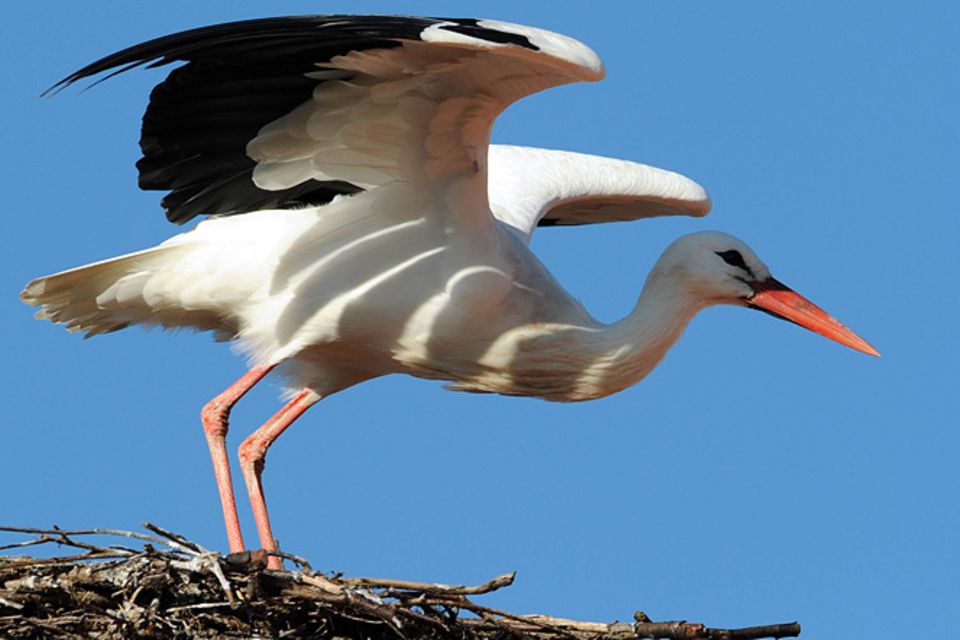 Redewendung: Da brat mir einer einen Storch