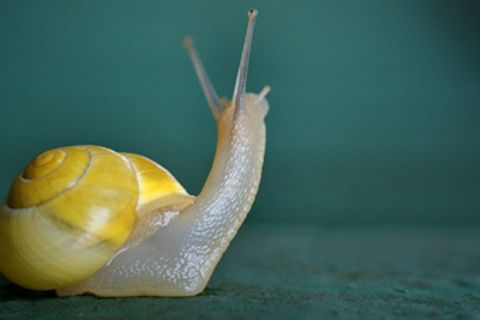Jemanden zur Schnecke machen