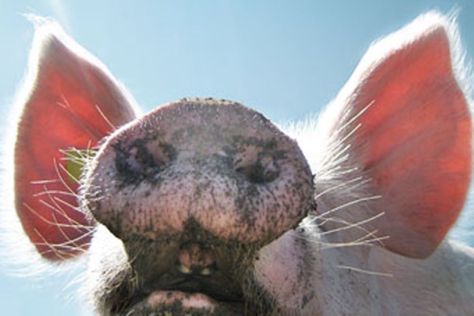Redewendung: Mein Schwein pfeift!
