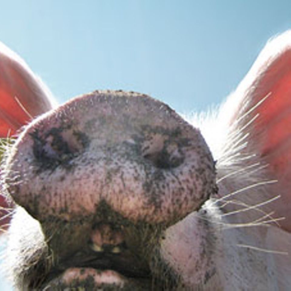 Redewendung: Mein Schwein pfeift!