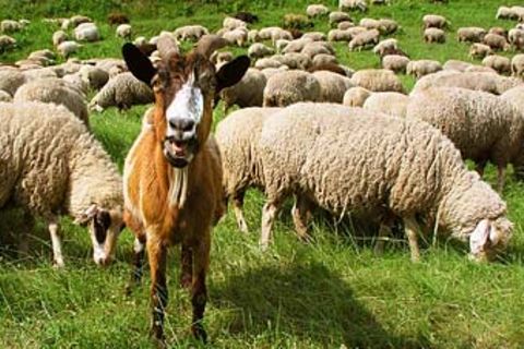 Redewendung: Den Bock zum Gärtner machen