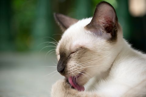 Redewendung: Katzenwäsche machen