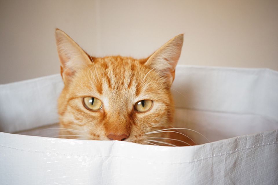 Redewendung: Die Katze im Sack kaufen