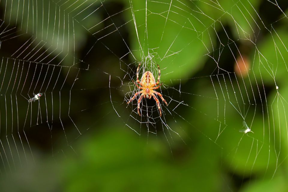 Redewendung: Spinne am Morgen bringt Kummer und Sorgen