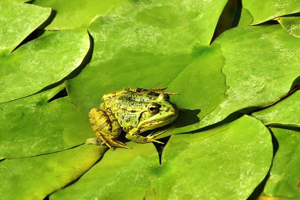 Redewendung: Frosch im Hals