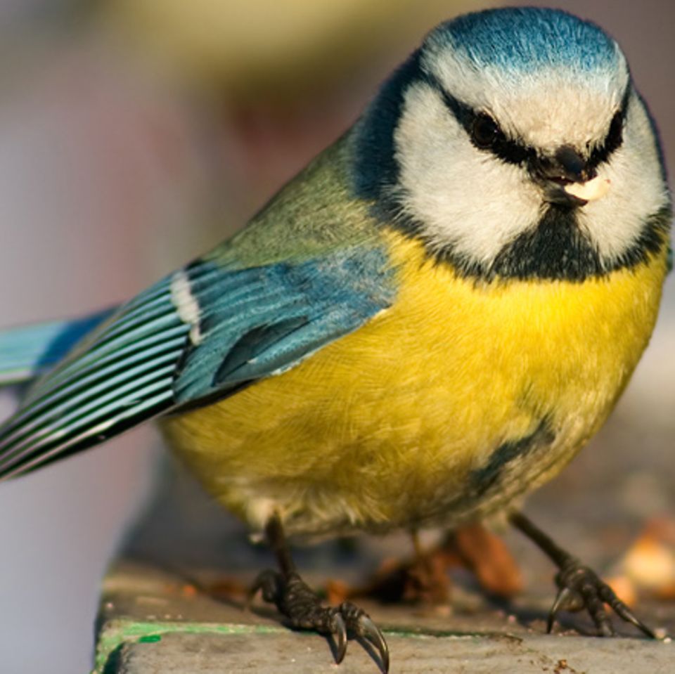 Redwendung: Einen Vogel haben