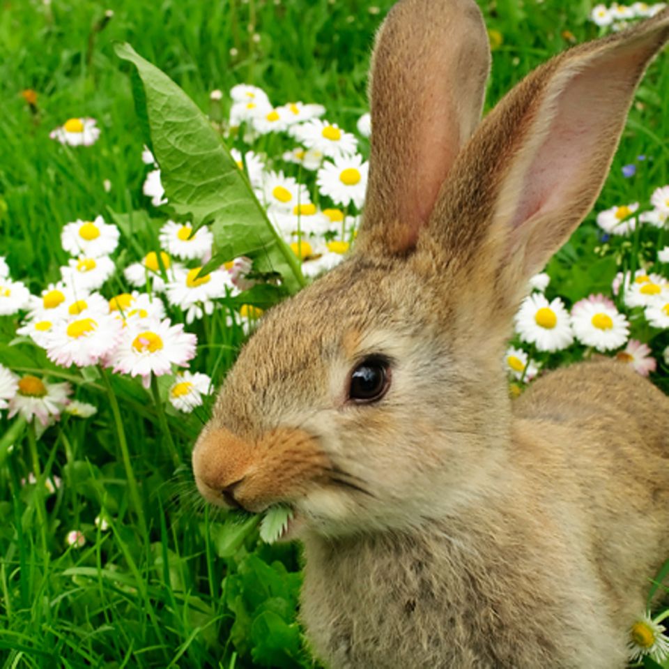 Redewendung: Mein Name ist Hase, ich weiß von nichts