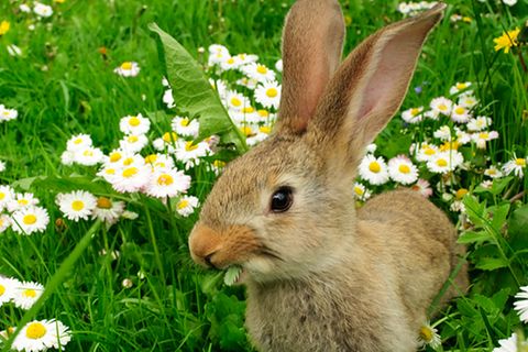 Redewendung: Mein Name ist Hase, ich weiß von nichts