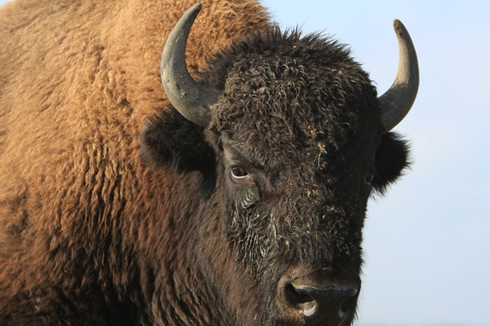 Tierlexikon: Wisent