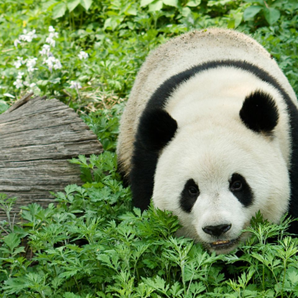 Tierlexikon: Pandabär