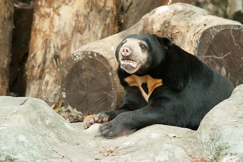 Tierlexikon: Malaienbär