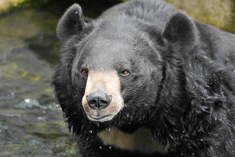 Tierlexikon: Kragenbär