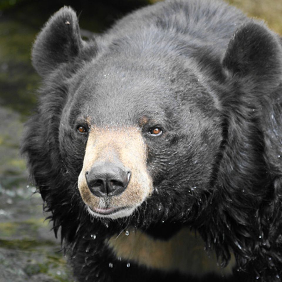 Tierlexikon: Kragenbär
