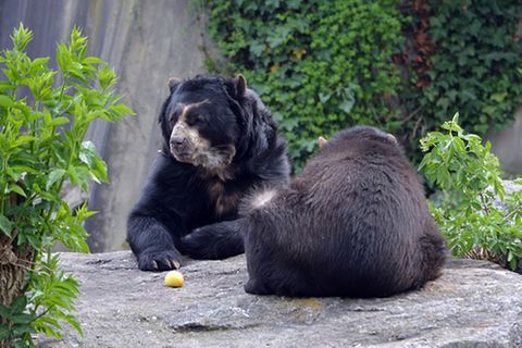 Tierlexikon: Brillenbär