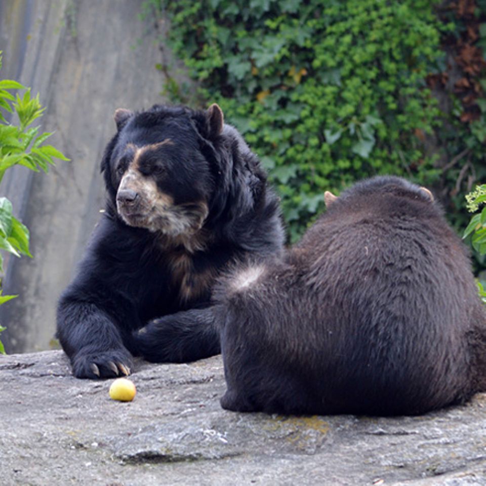 Tierlexikon: Brillenbär