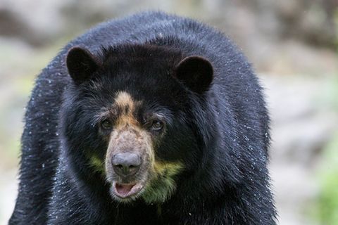 Tierlexikon: Amerikanischer Schwarzbär