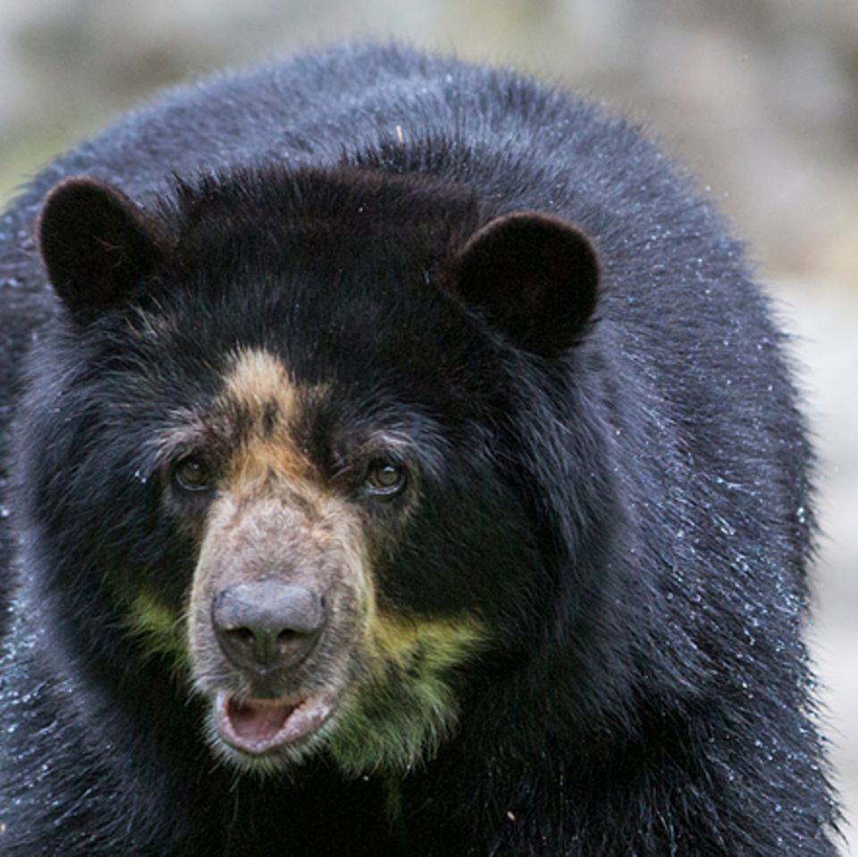 Tierlexikon: Amerikanischer Schwarzbär
