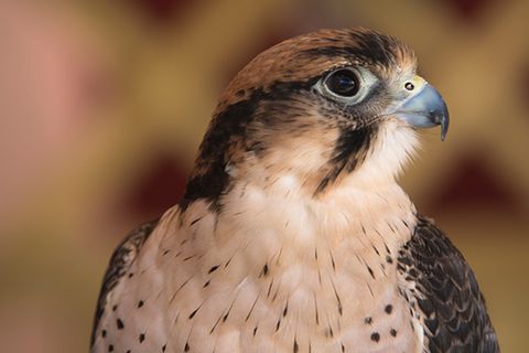 Tierlexikon: Wanderfalke
