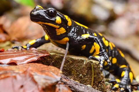Tierlexikon: Feuersalamander