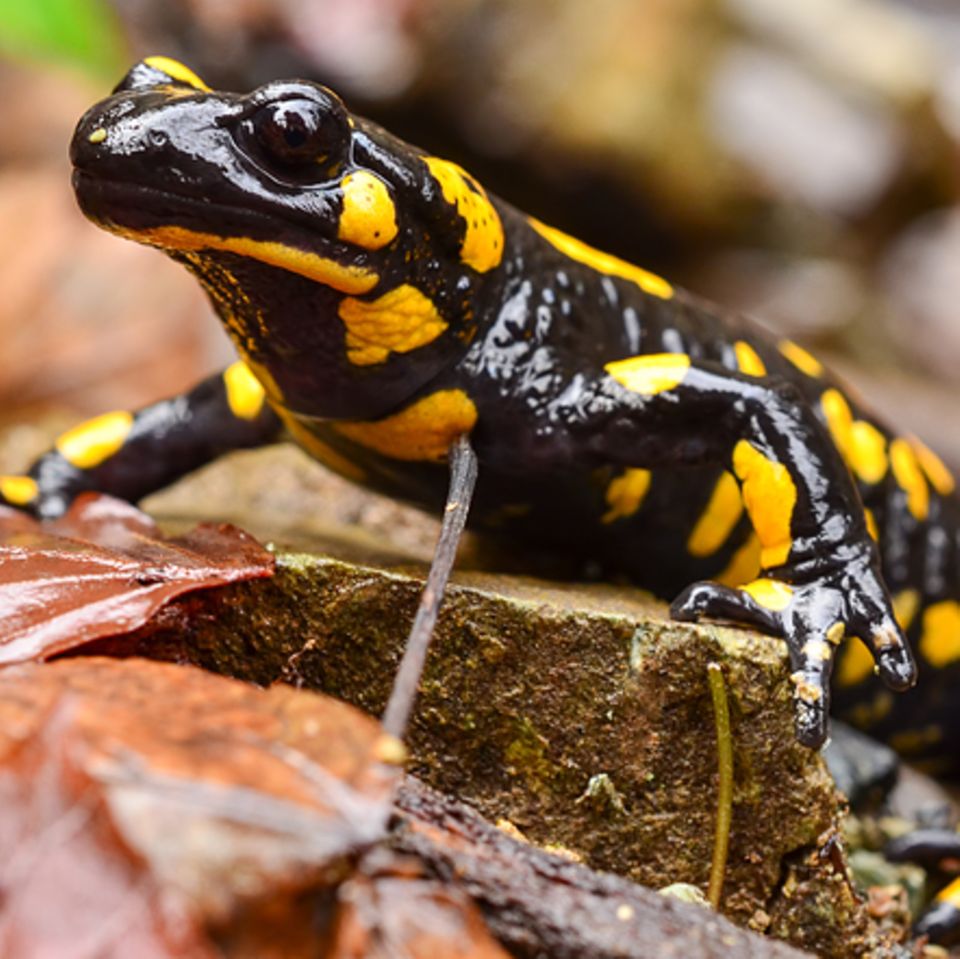 Tierlexikon: Feuersalamander