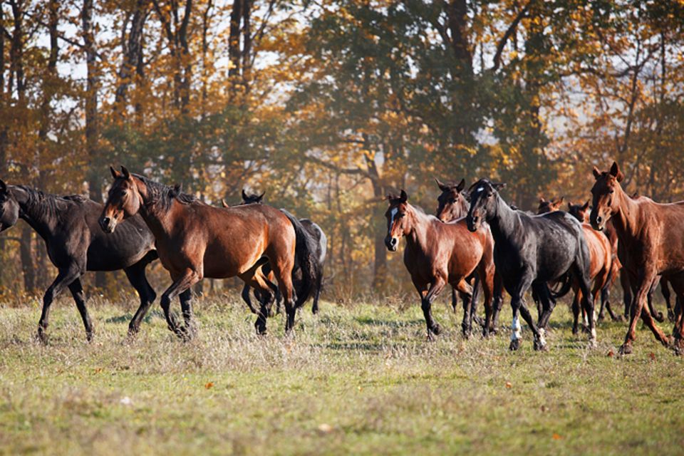 Tierlexikon: Mustangs