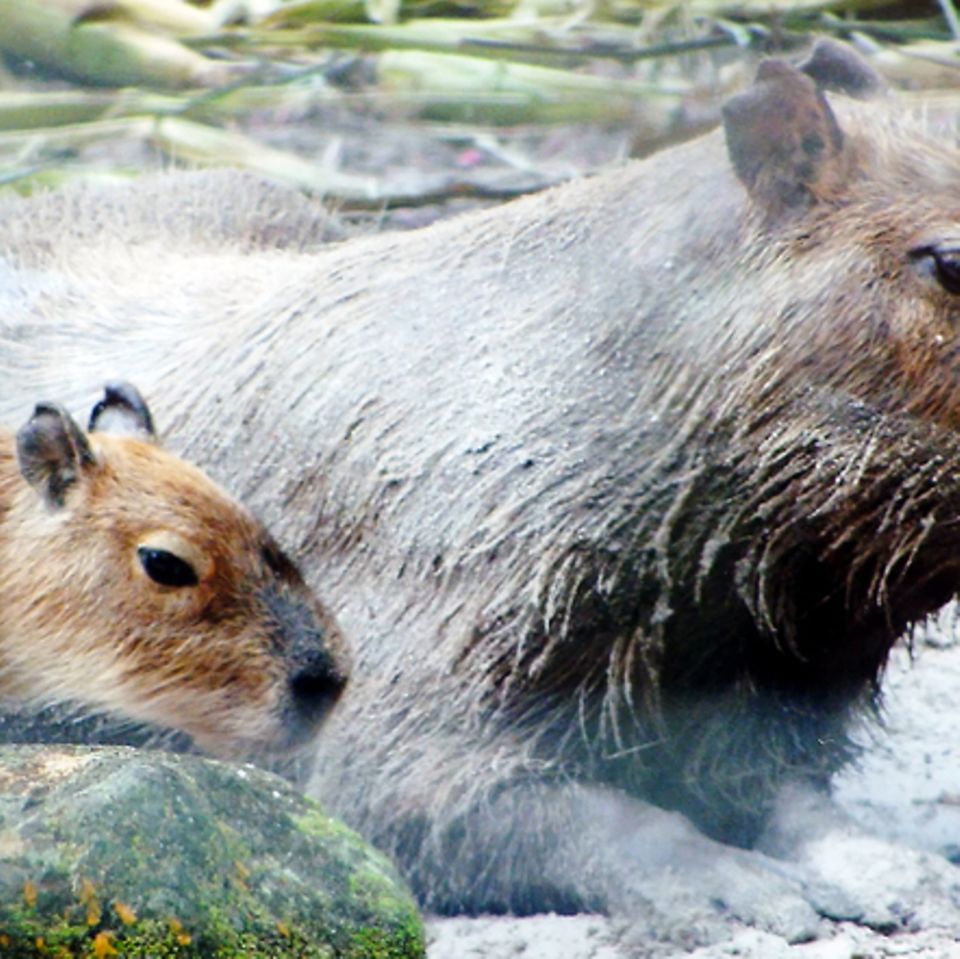Tierlexikon: Wasserschwein