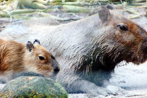 Tierlexikon: Wasserschwein