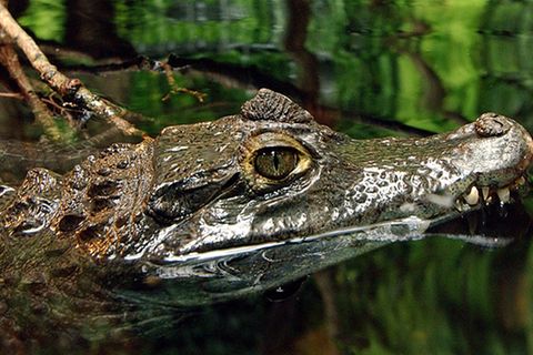 Tierlexikon: Krokodil