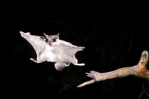 Tierlexikon: Südliches Gleithörnchen