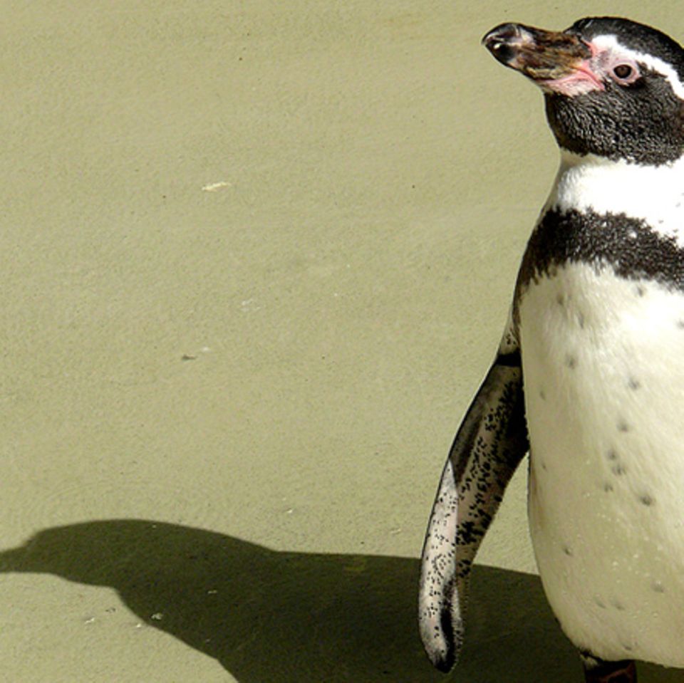 Tierlexikon: Brillenpinguin
