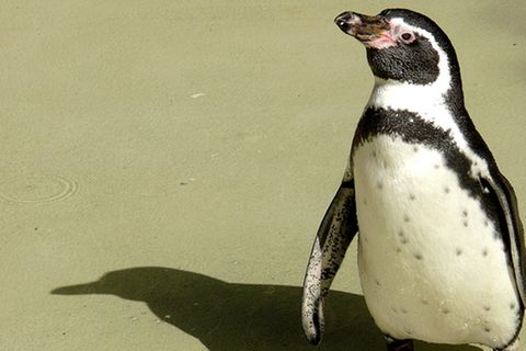 Tierlexikon: Brillenpinguin