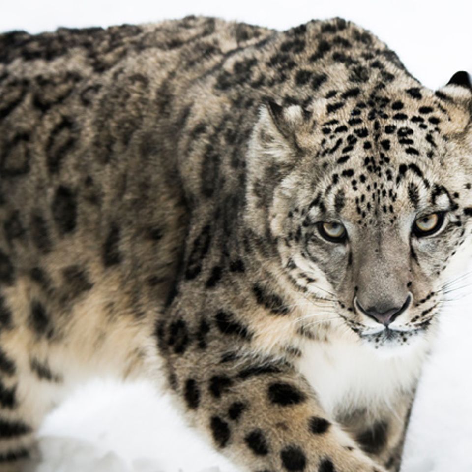 Tierlexikon: Schneeleopard