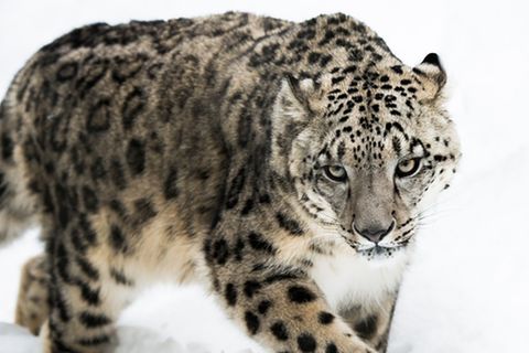 Tierlexikon: Schneeleopard