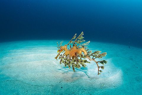 Tierlexikon: Fetzenfisch