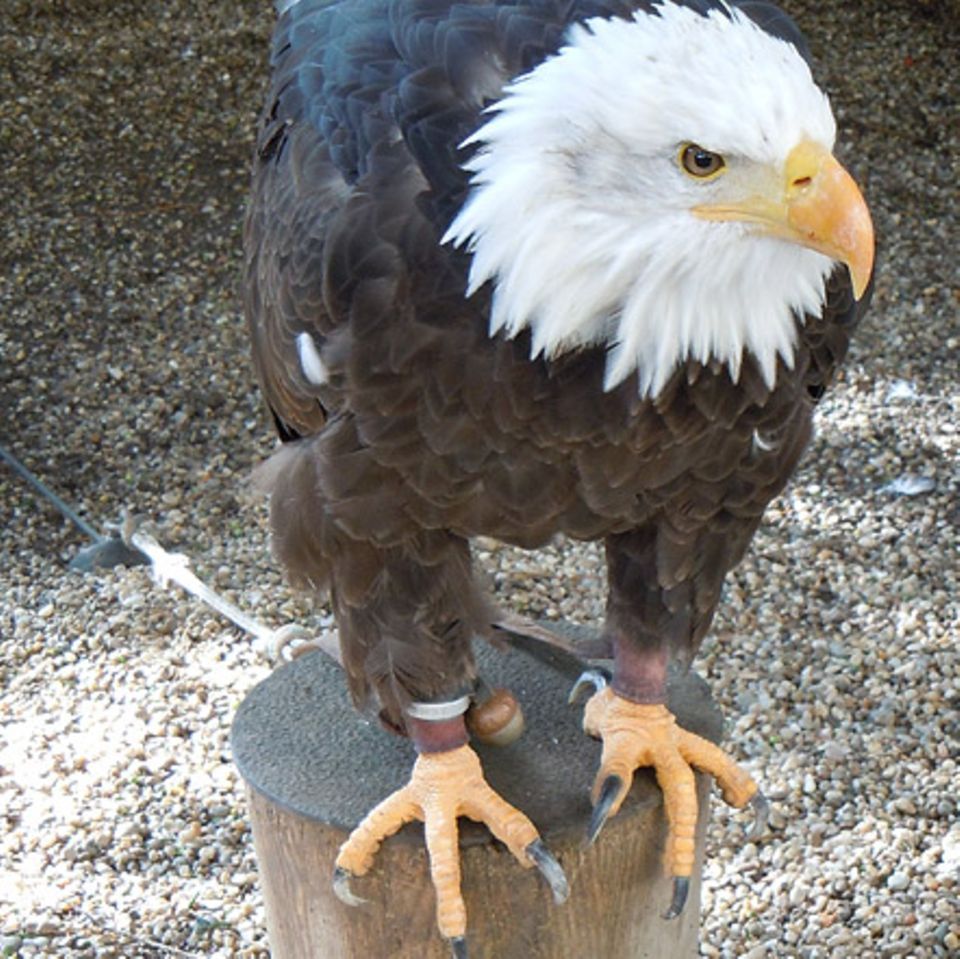 Tierlexikon: Weißkopfseeadler