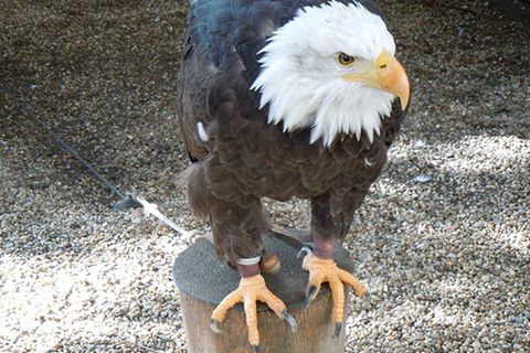 Tierlexikon: Weißkopfseeadler