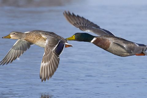 Tierlexikon: Stockente