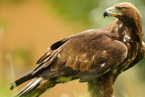 Tierlexikon: Steinadler