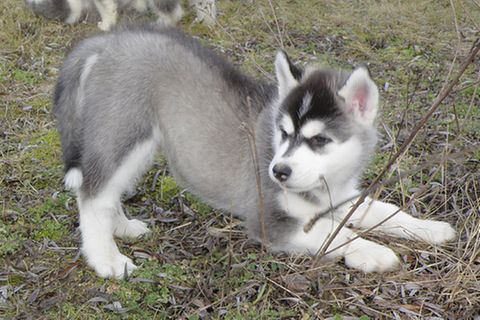 Tierlexikon: Sibirischer Husky
