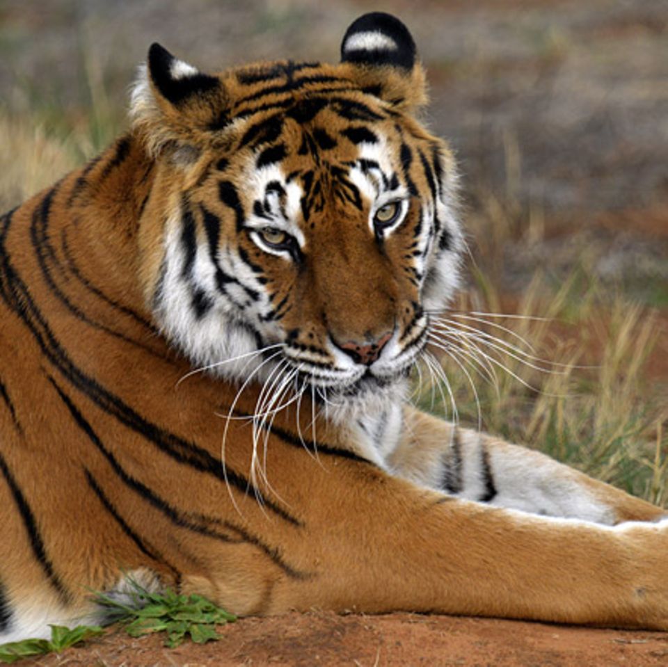 Tierlexikon: Sibirischer Tiger