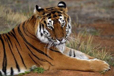 Tierlexikon: Sibirischer Tiger