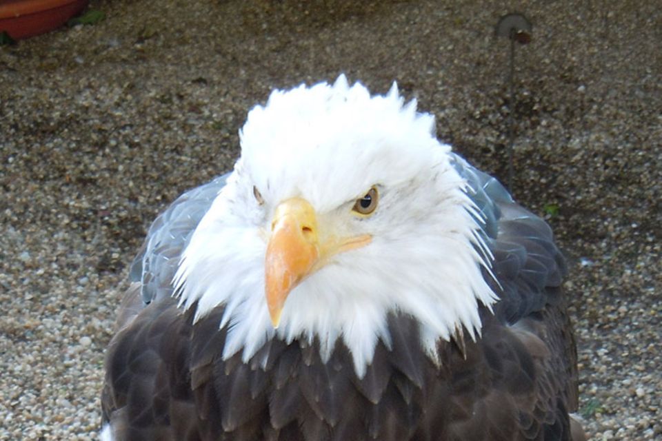 Tierlexikon: Seeadler