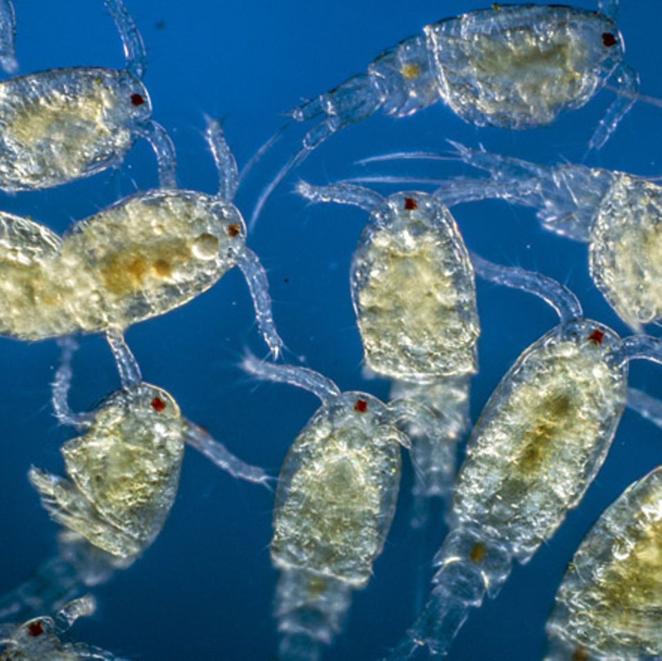 Tierlexikon: Plankton