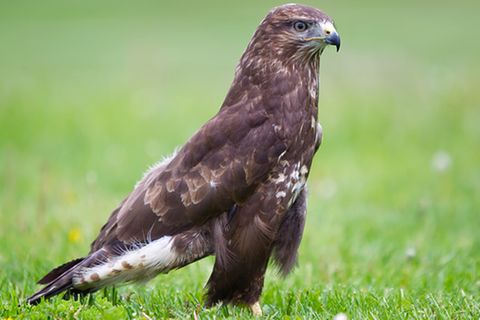 Tierlexikon: Mäusebussard