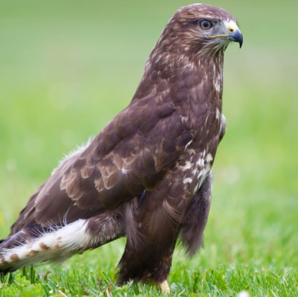 Tierlexikon: Mäusebussard