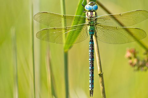 Tierlexikon: Libelle
