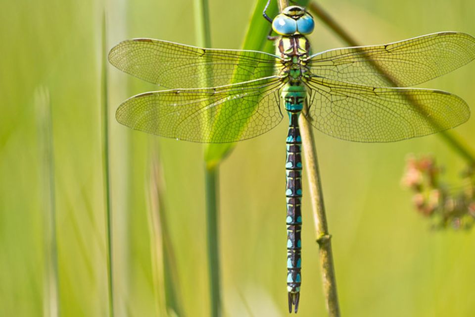 Tierlexikon: Libelle