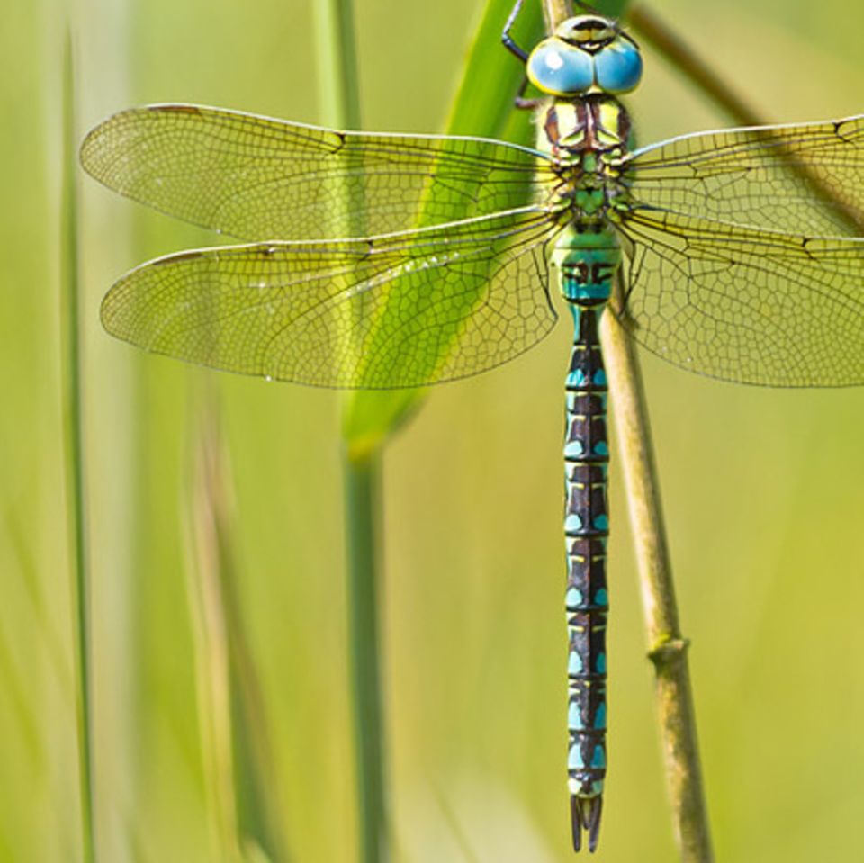 Tierlexikon: Libelle
